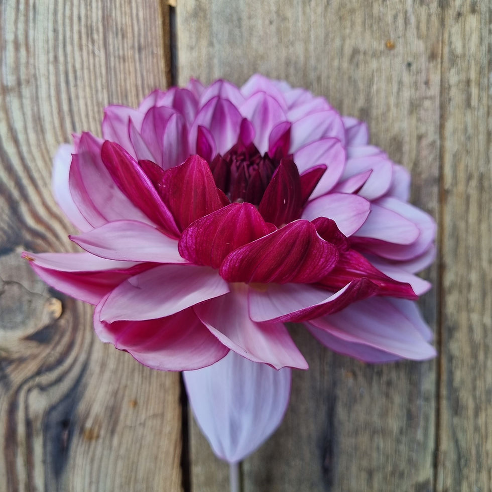 Dahlia ‘Crème de Cassis’ blends plum and blush tones — perfect for moody bouquets and bold garden colour.