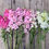 Thumbnail: Antirrhinum with ombré pink blooms fading from deep rose to blush on tall, florist-grade stems for cutting and arranging.