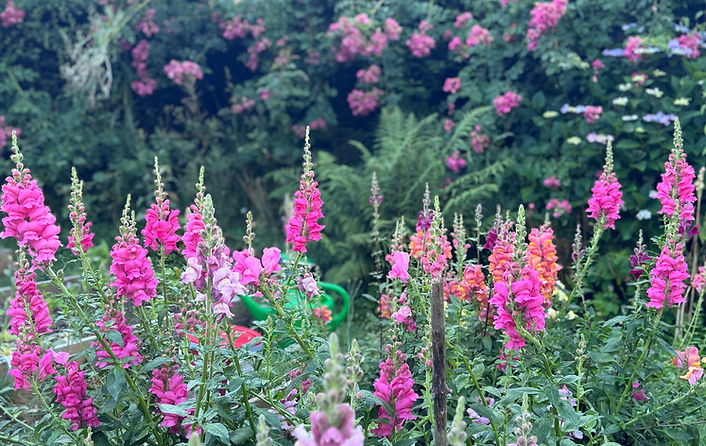 Pink & orange Snapdragons growing in field