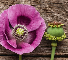 hens & Chickens 1_edited.jpg