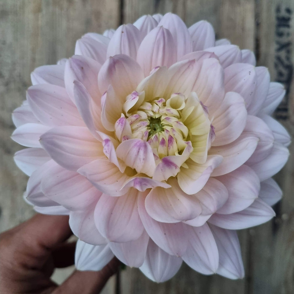 Thumbnail: Dahlia ‘Diana’s Memory’ blends cream and blush-lavender shades — perfect for romantic vases and wedding bouquets.