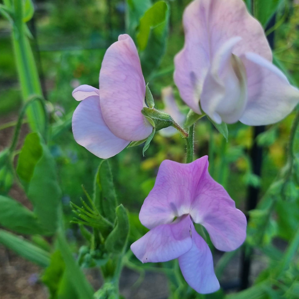 Thumbnail: Lathyrus Odoratus (Sweetpea) "Karen Louise" 4