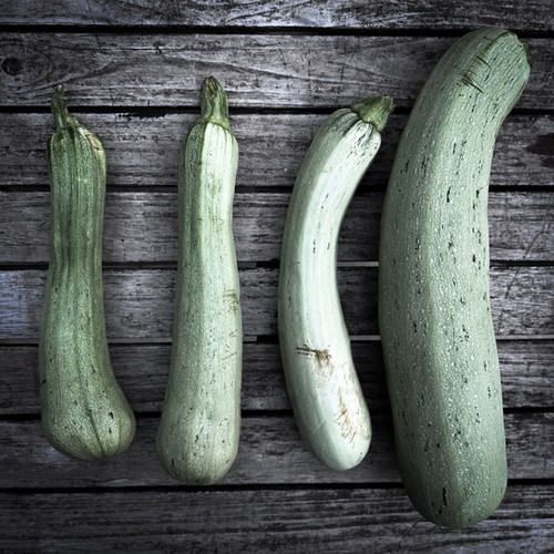 Courgette Alfresco Light Green | Hampshire Seed Company