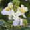 Thumbnail: Wallflower Erysium Cheiri White Dame 