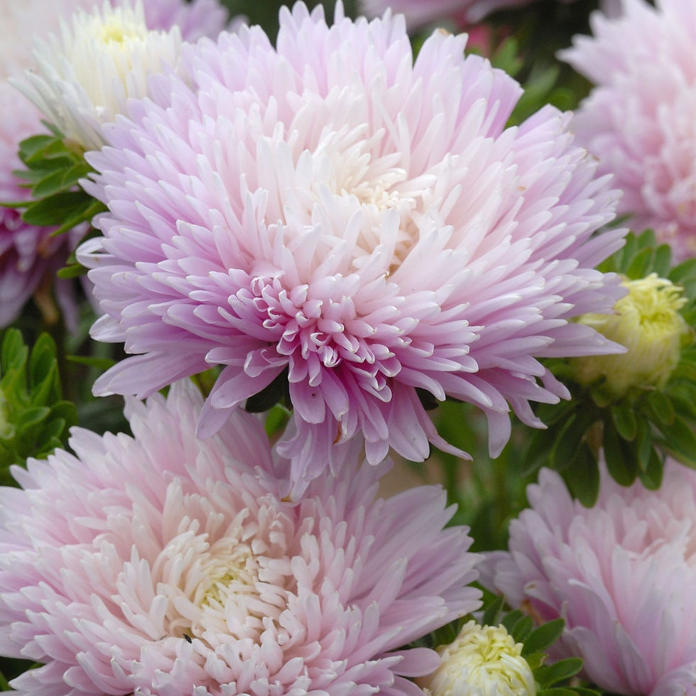 China Aster King Appleblossom