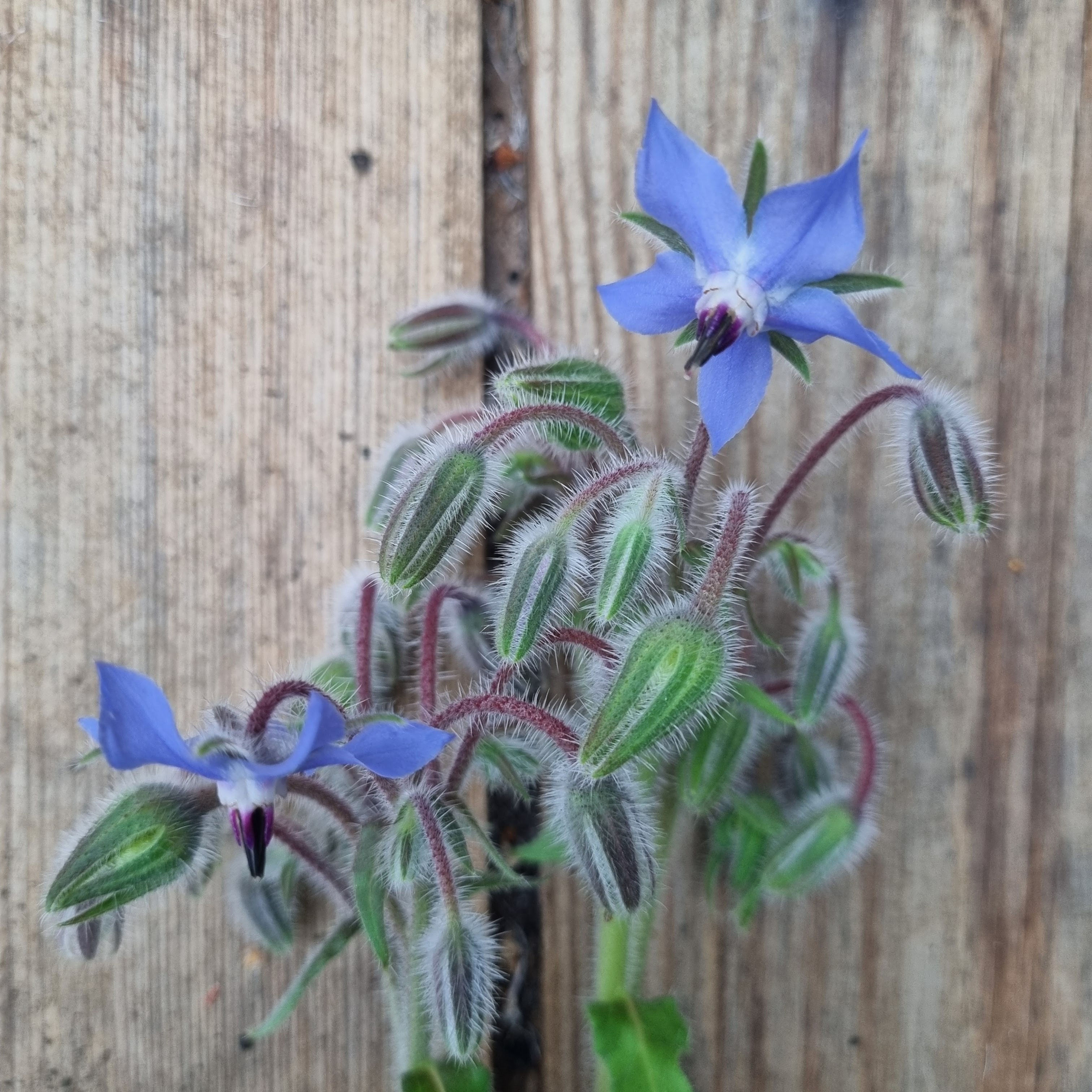 Borage 'Blue' with vivid star-shaped flowers and soft hairy leaves. Edible, bee-friendly, and great for gardens or pots.