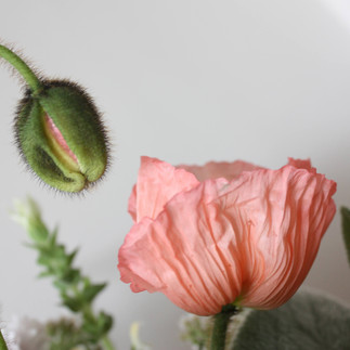 Peach Icelandic poppy