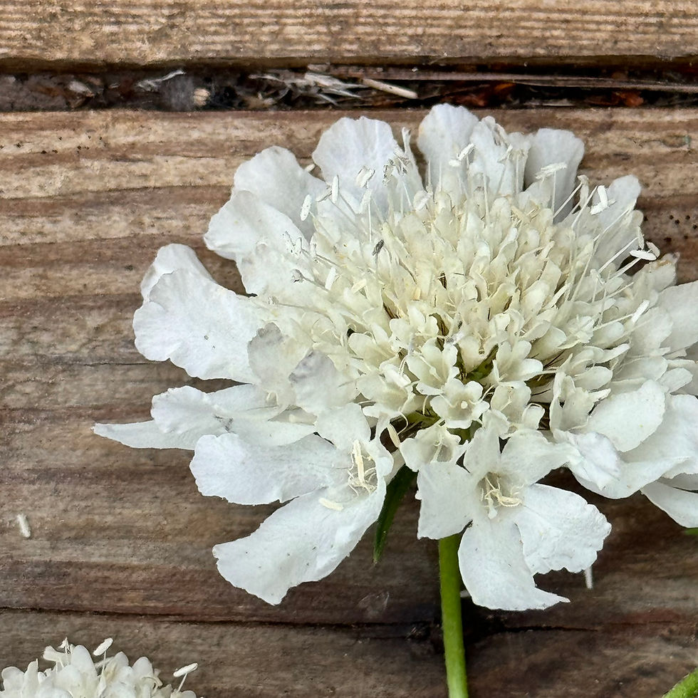 Thumbnail: Scabious Snowmaiden 5