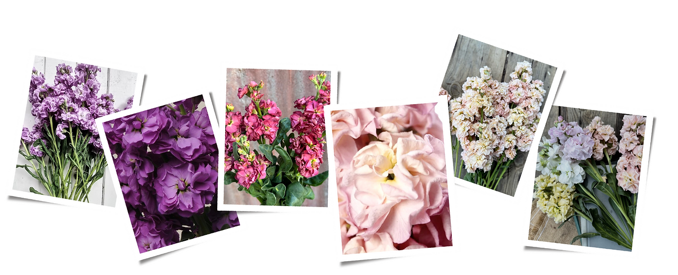 polariod shots of Scented stcoks 