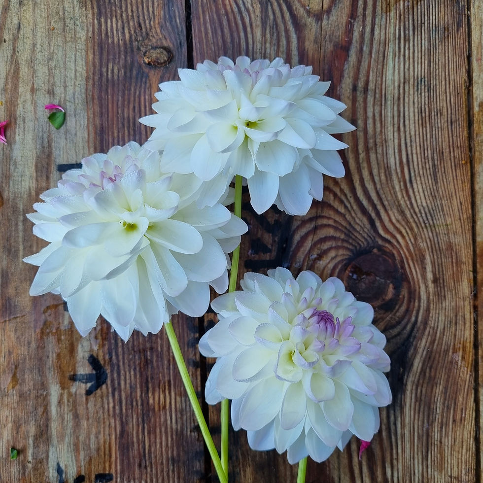 Thumbnail: Dahlia ‘Evelyn’ glows with warm pastel blooms, perfect for cutting gardens, wedding work, and summer borders.