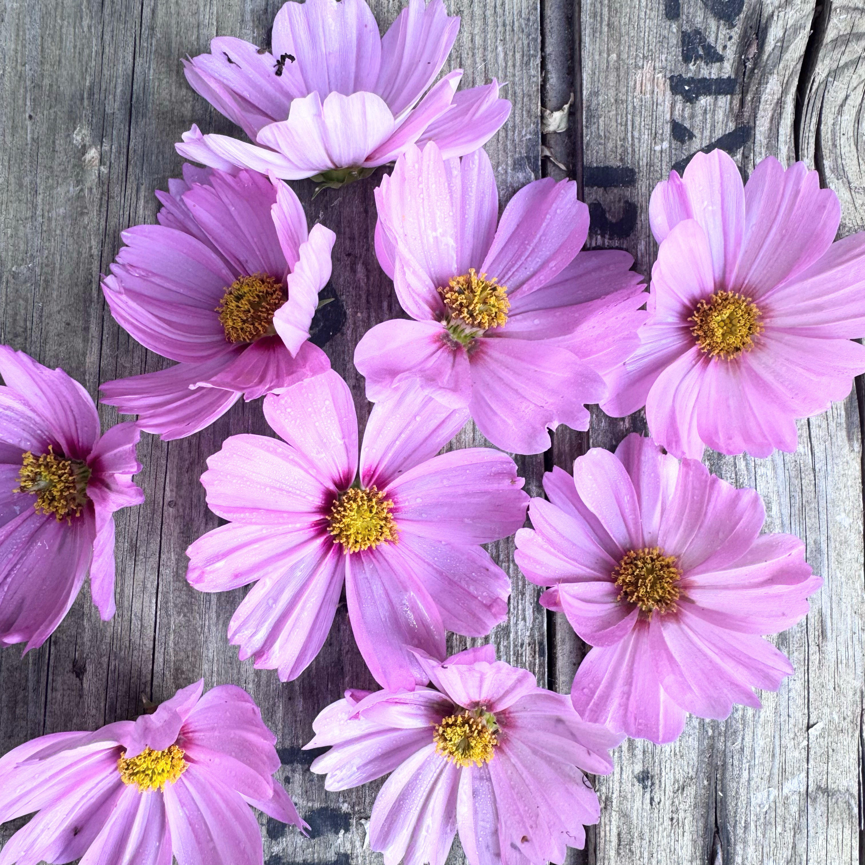 Cosmos Sonata Pink Blush