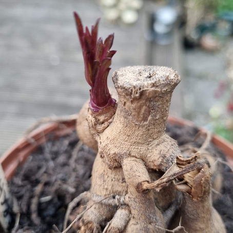 The Best Way to Grow Dahlias, Our Step-by-Step Guide 