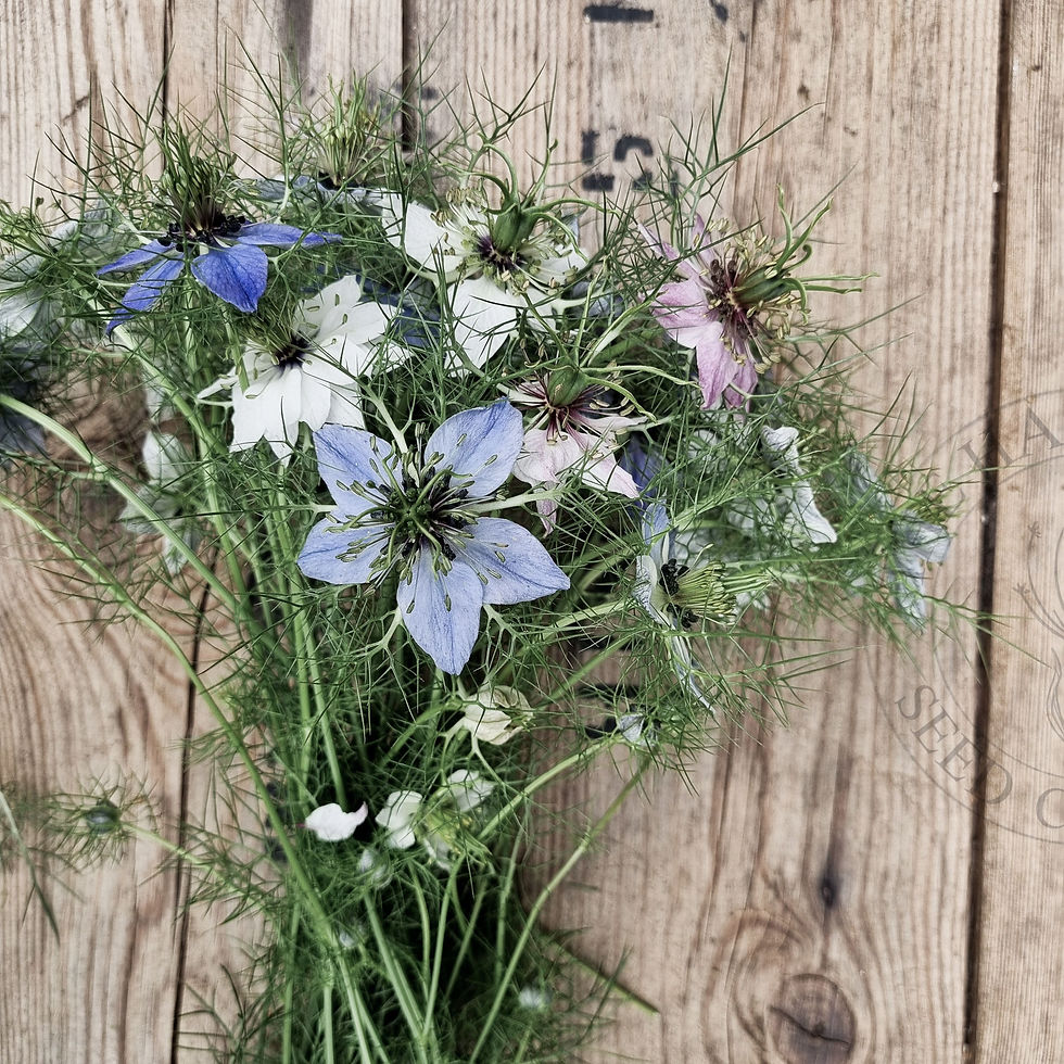 Thumbnail: Nigella Damanesca "Persian Jewel" 1