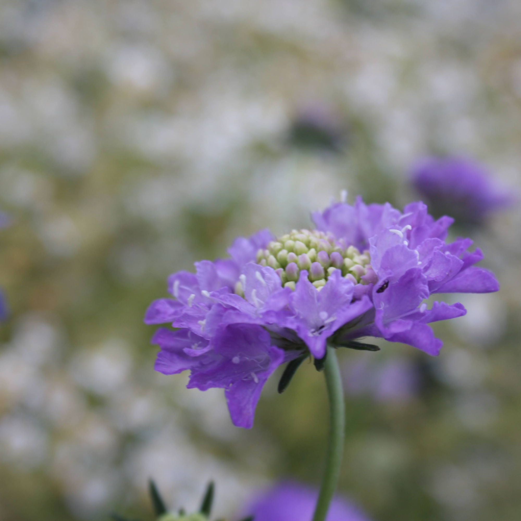 Scabious Fama Deep Blue