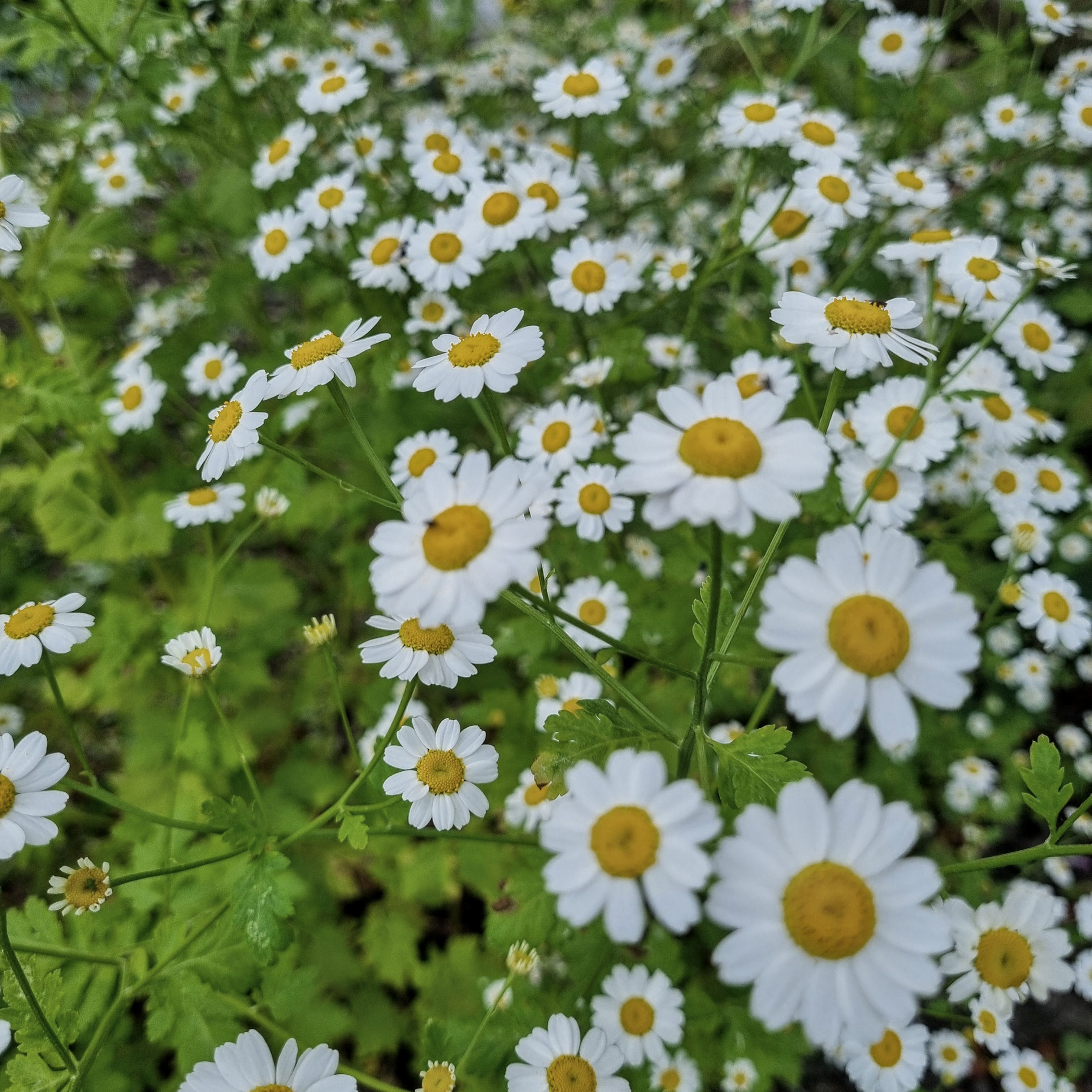 Tanacetum Parthenium (Feverfew) 1