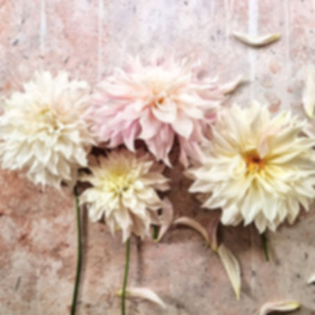 Dahlia 'Café au Lait'—creamy blush dinnerplate dahlia with soft ruffles, perfect for weddings and romantic arrangements.