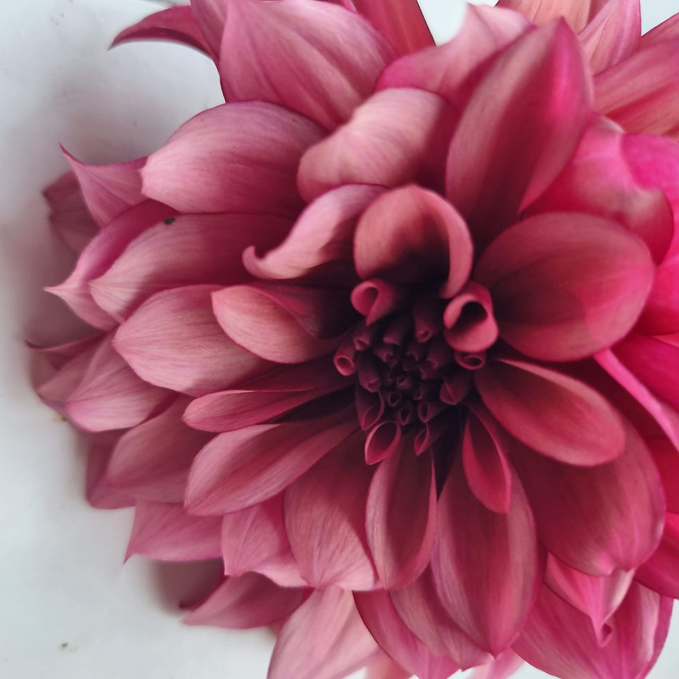 Thumbnail: Dahlia ‘Night Silence’ blends ivory and wine tones — a dreamy bi-colour for cutting gardens and romantic designs.