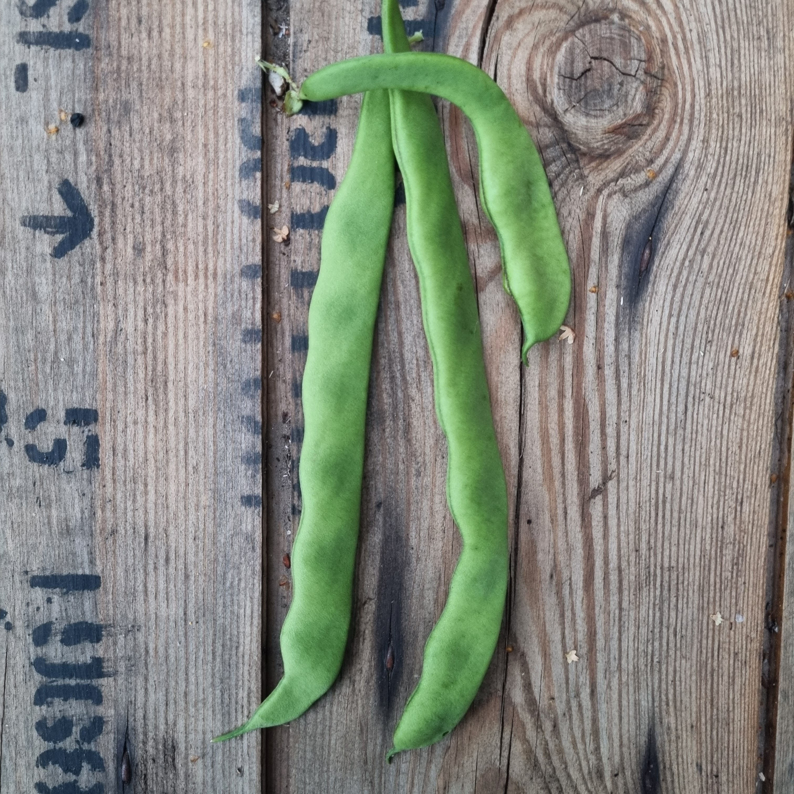 Phaseolus vulgaris 'Hunter'—stringless green climbing bean with smooth pods, ideal for early crops and heavy yields.
