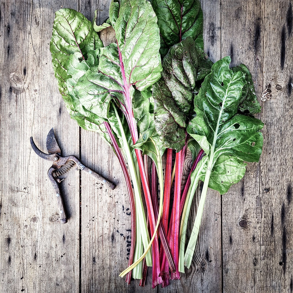 Thumbnail: Beta vulgaris 'Bright Lights'—vivid rainbow chard offering edible colour, texture, and structure through the seasons.