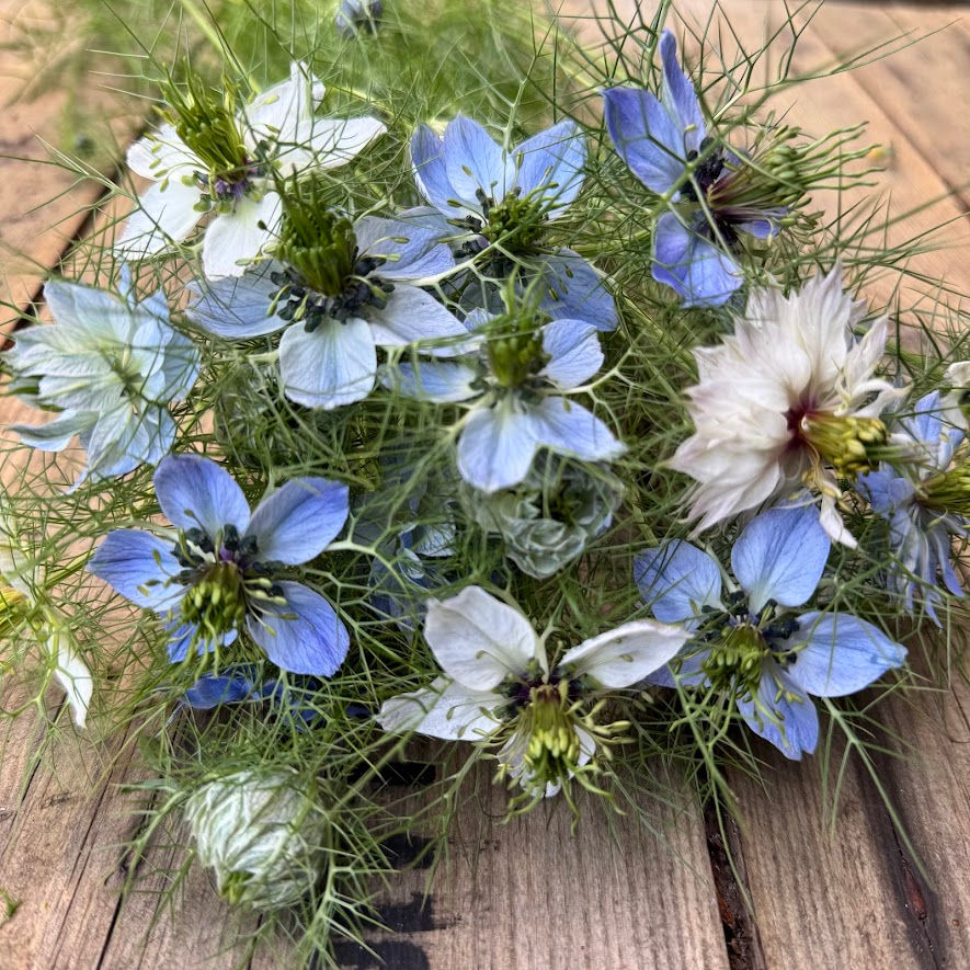 Thumbnail: Nigella Damanesca "Blue & White Breeders Mix"