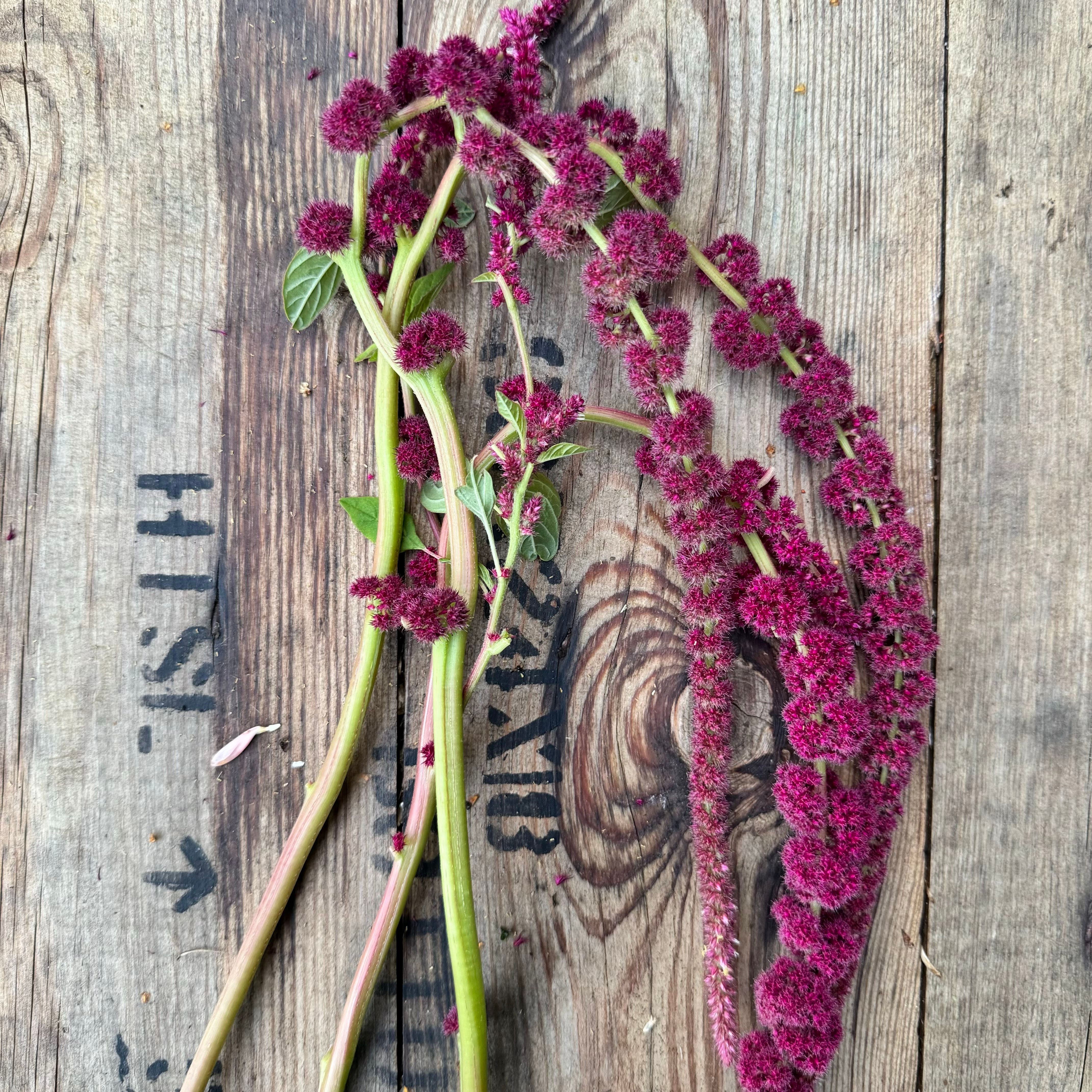 Amaranthus caudatus 'Crimson' with long, trailing red tassels. A dramatic focal flower for bold bouquets and cutting gardens.