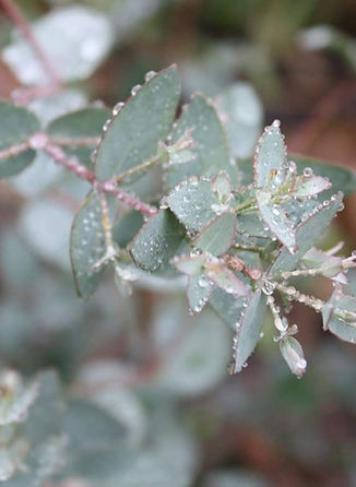 Best Foliage - Eucalyptus