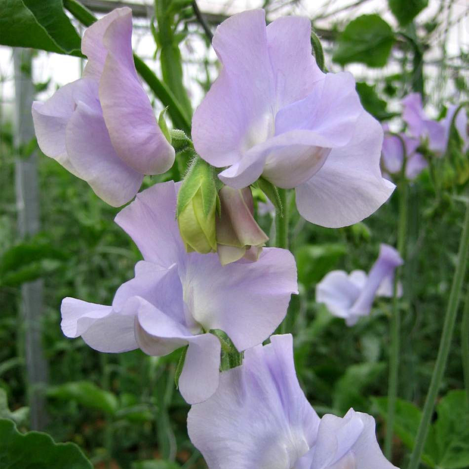Sweet Pea Spring Sunshine Lilac