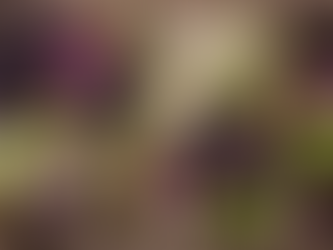 Aubergines fruits for aubergine grow along 