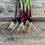 Thumbnail: Spring Onion Lilia 2