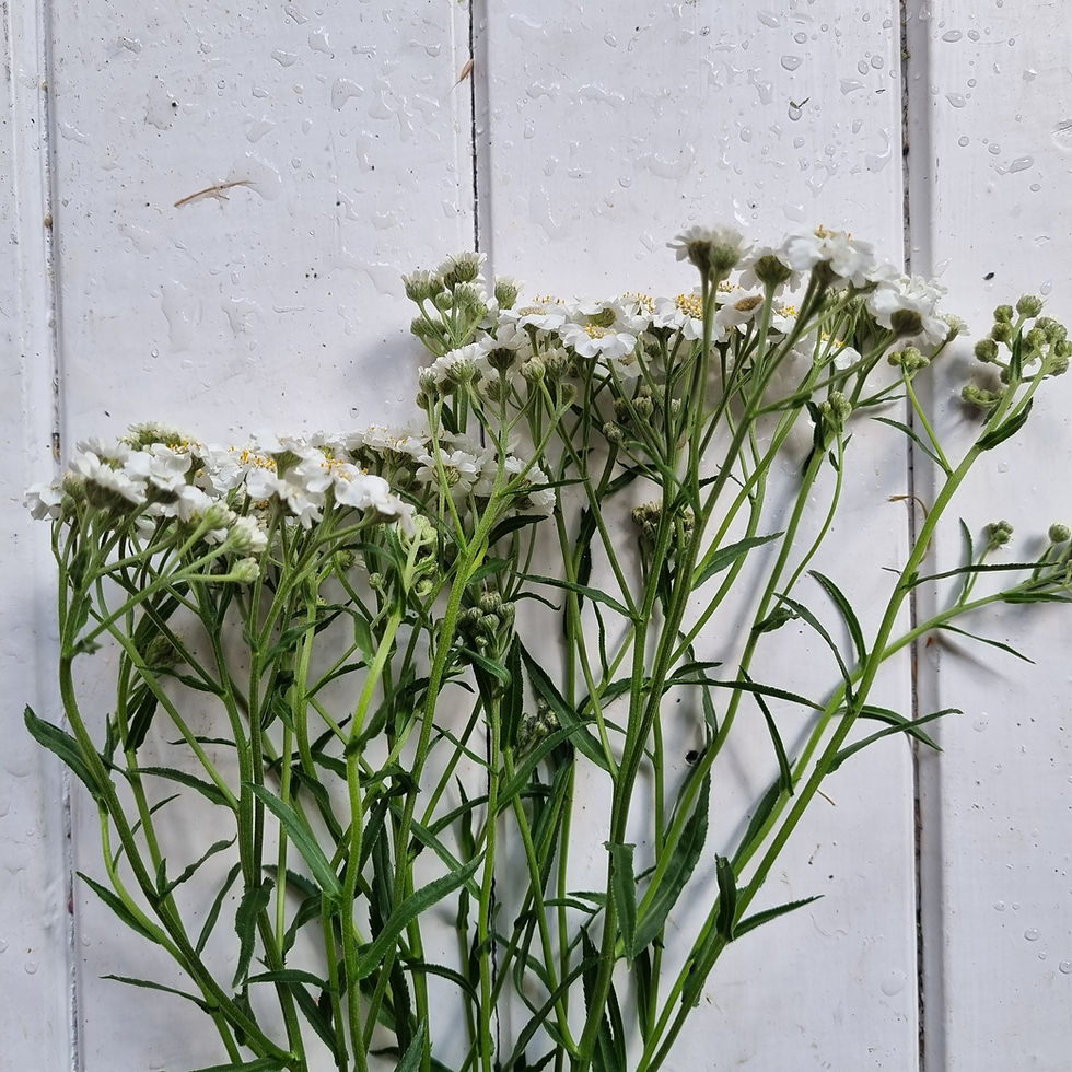 Thumbnail: Achillea ptarmica 'Ballerina' with sprays of soft white blooms. Adds movement and texture to cutting gardens and borders.