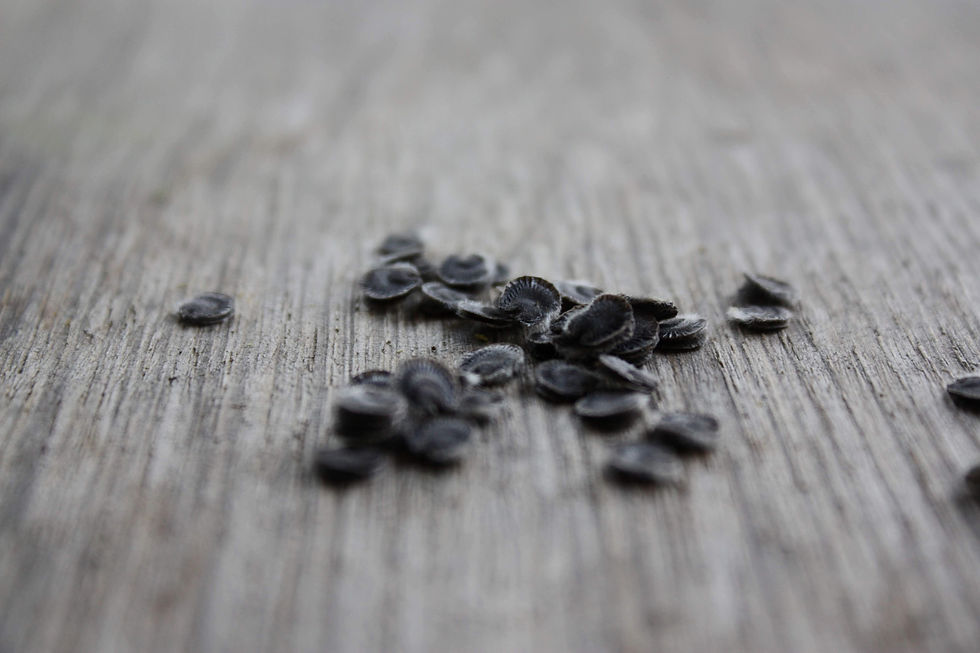 Hollyhock seeds