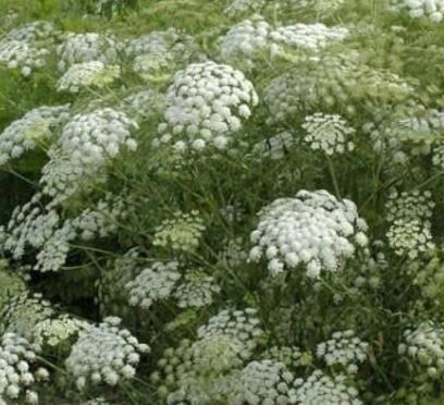 Thumbnail: Ammi visnaga 'Green Mist' brings height and airiness with elegant white umbels. Loved for its strong stems and long vase life