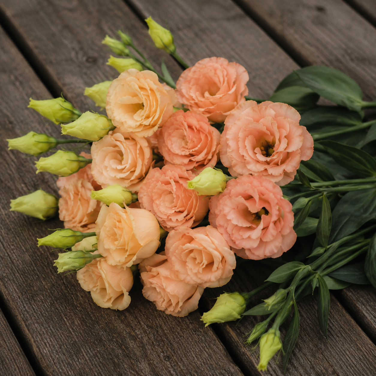Lisianthus (Eustoma)  Arena III Apricot