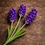 Thumbnail: lavender  scented Blue Early close up flowers