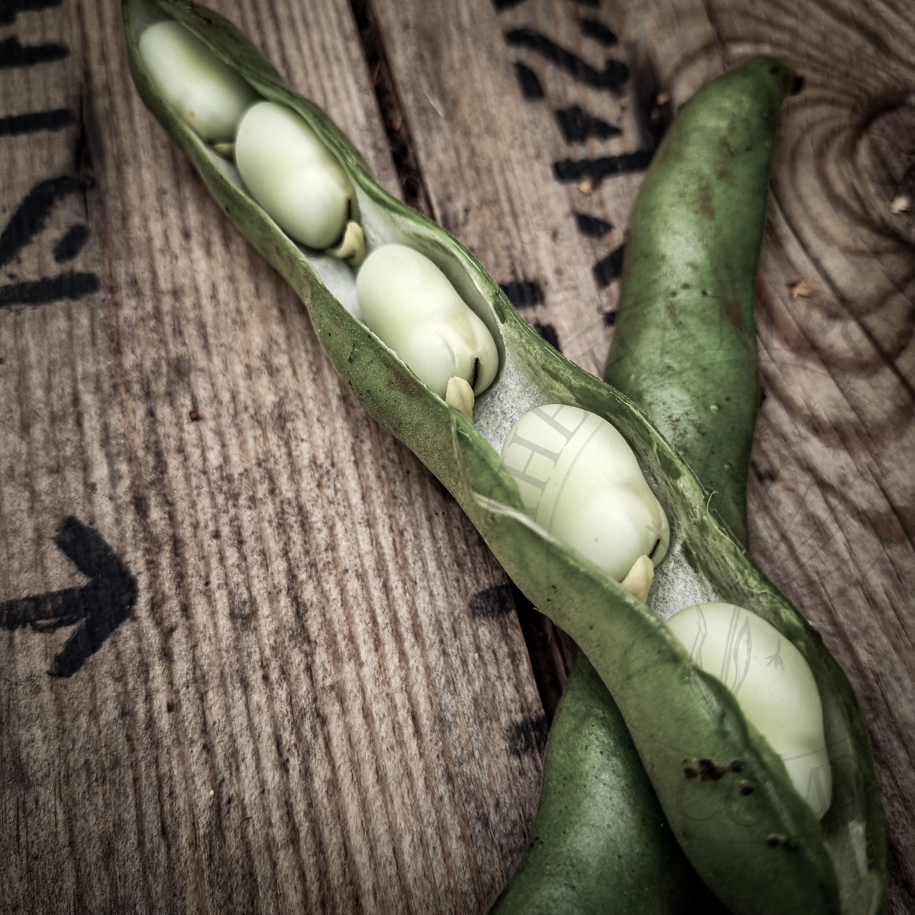 Broad Bean 'Bunyards Exhibition' with tall plants and long pods. A classic variety known for flavour, yield, and reliability.
