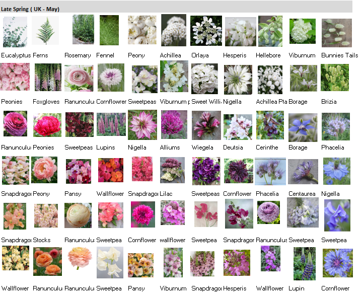 Seasonal Flower Guides July