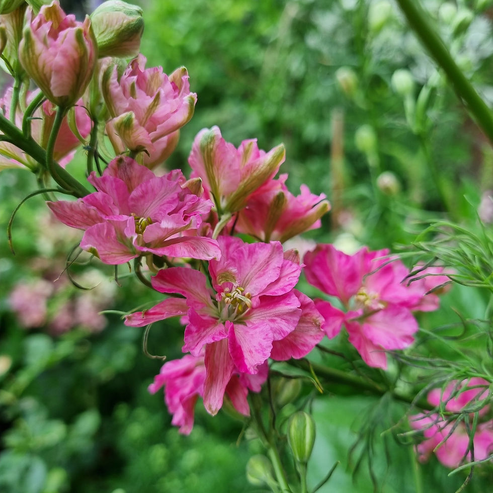 Thumbnail: ‘Carmine’ larkspur adds a splash of deep red to floral arrangements and borders, creating eye-catching displays.