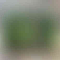 5 Courgettes sitting on a bench