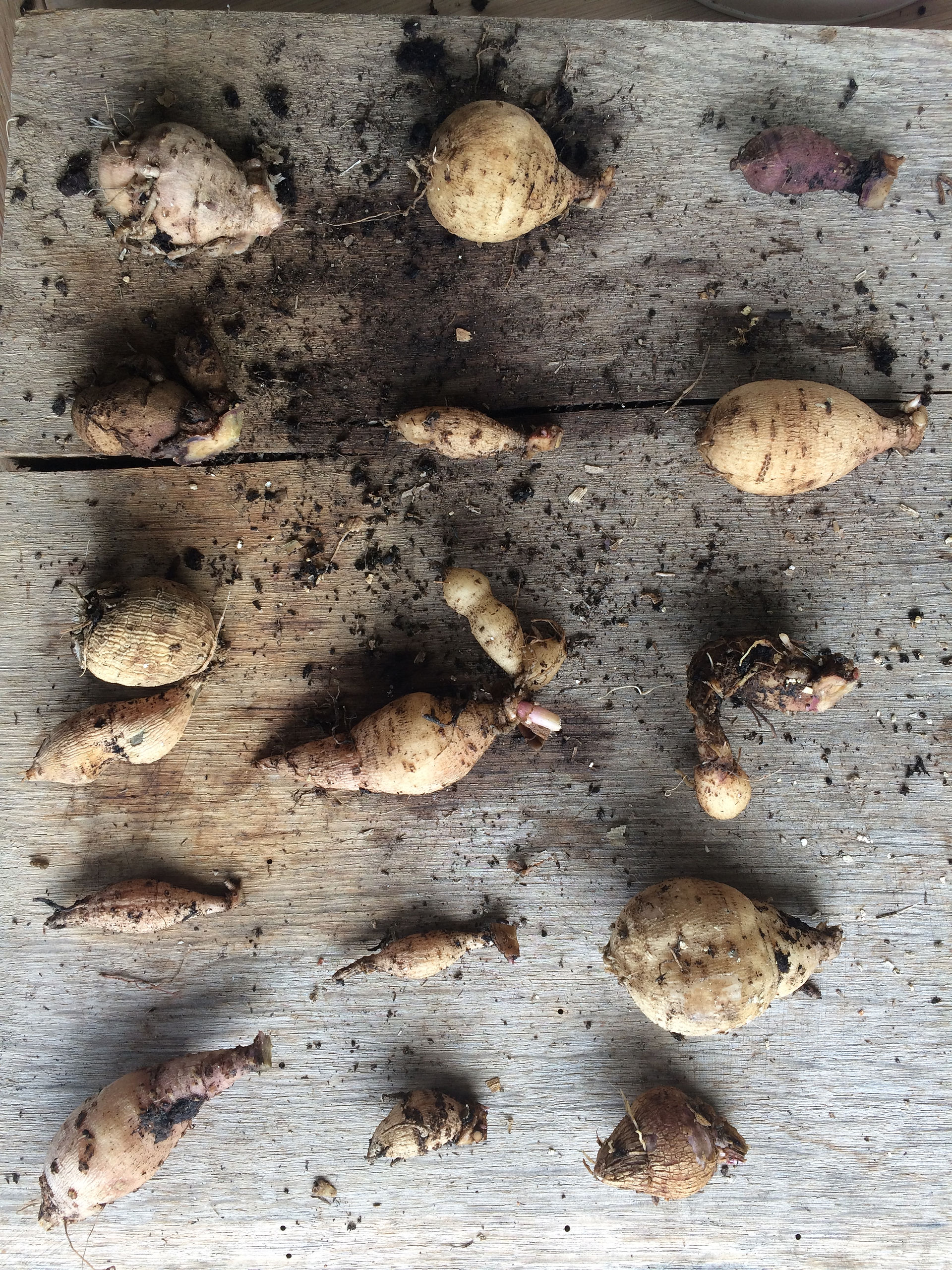Dahlia tubers on bench