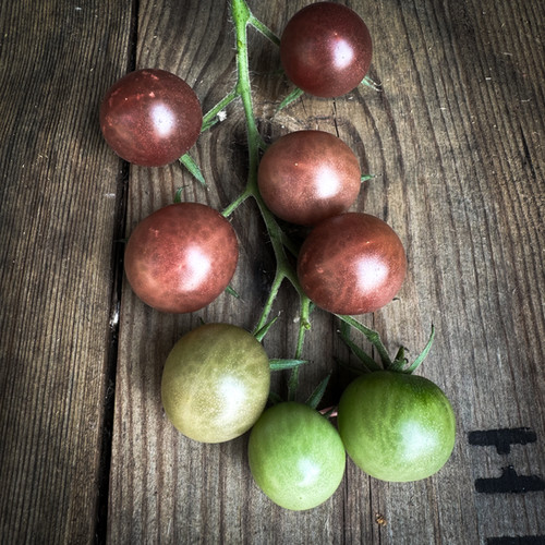 Tomato Black Cherry | Hampshire Seed Company