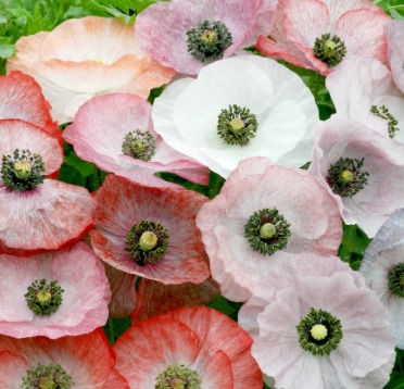Poppy Papaver Rhoeas Mother of Pearl Mix 1
