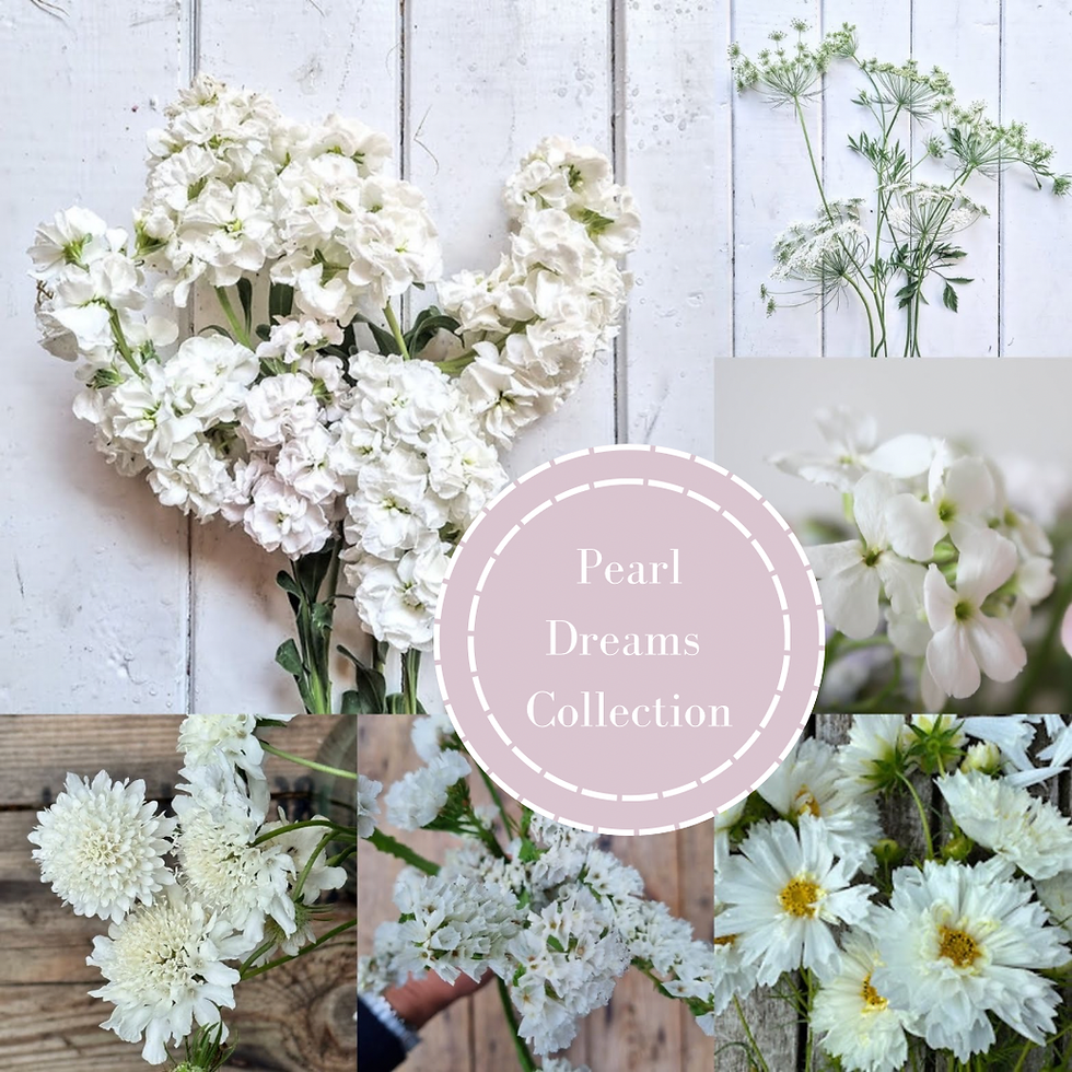 Pearl Dreams Seed Collection