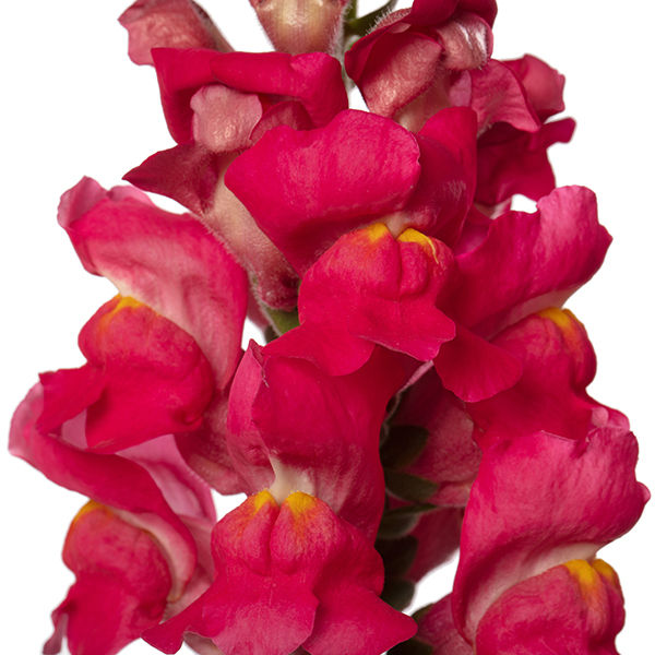 Thumbnail: Macro of Antirrhinum ‘Avignon Deep Rose’ with vivid rose tones and detailed tubular petals
