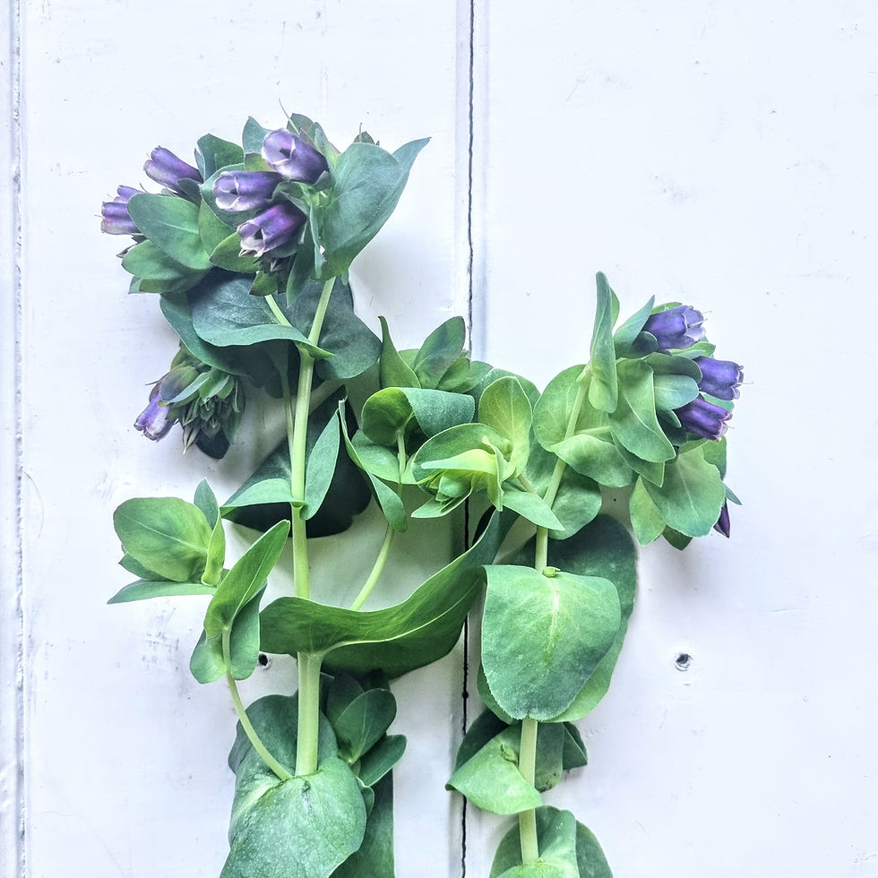 Thumbnail: Cerinthe major 'Purpurescens'—architectural plant with dusky blooms, ideal for wildlife gardens and floral work.