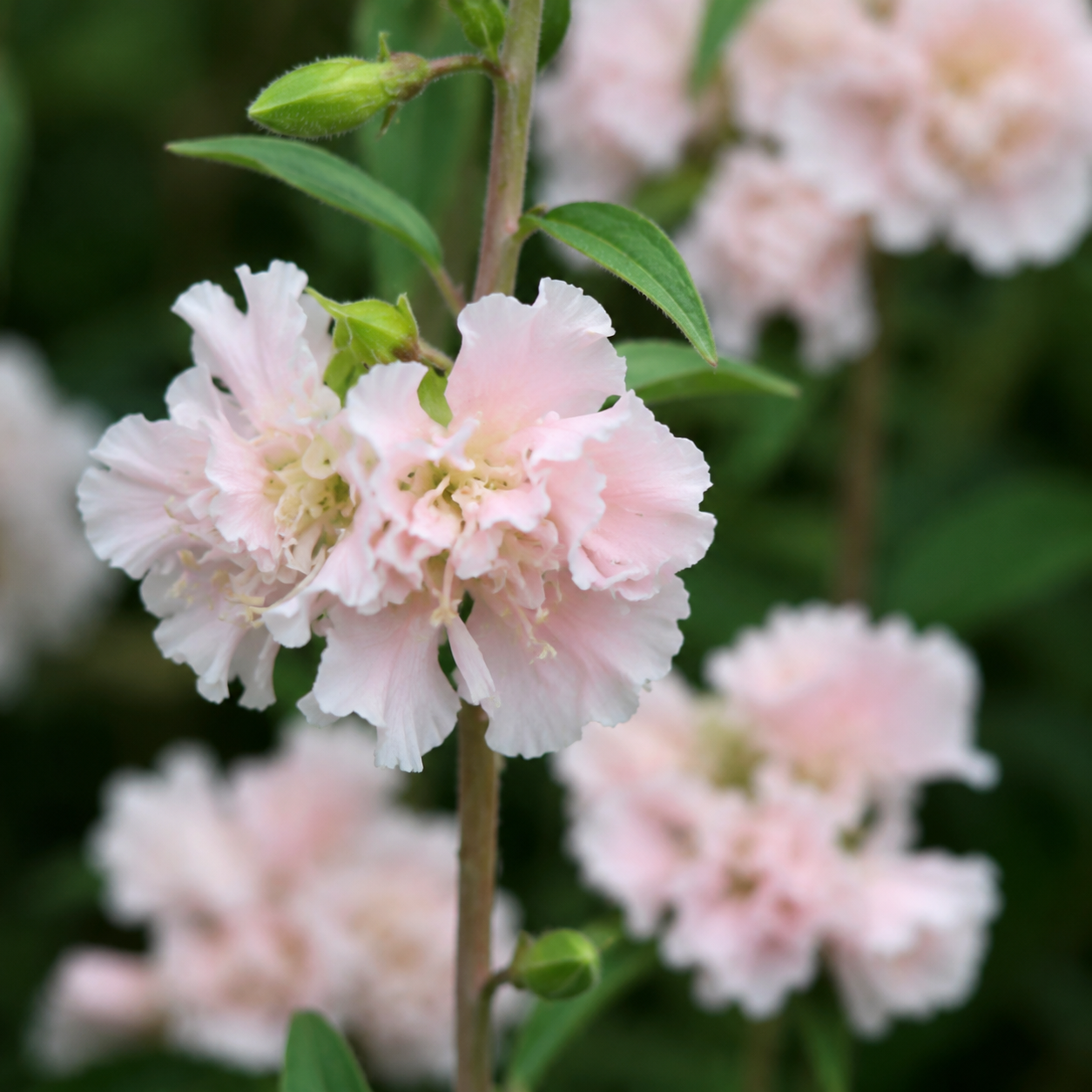 Clarkia unguiculata Enchantress
