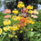 Thumbnail: Primula Candelabra Mix