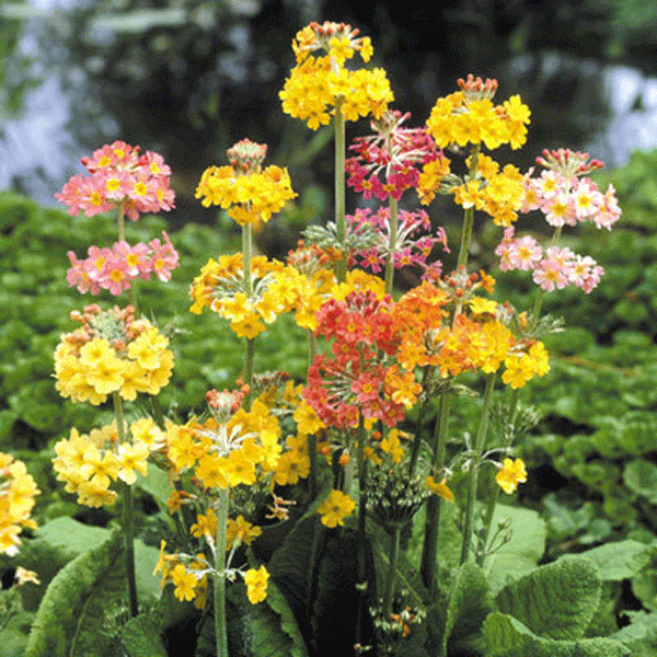 Thumbnail: Primula Candelabra Mix
