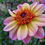 Thumbnail: Dahlia ‘Floorinoor’ offers single, peachy-pink flowers that bring charm to borders and relaxed cutting patches.