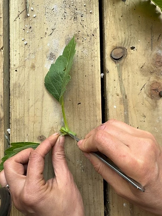 Slicing through dahlia stem on wooden bench