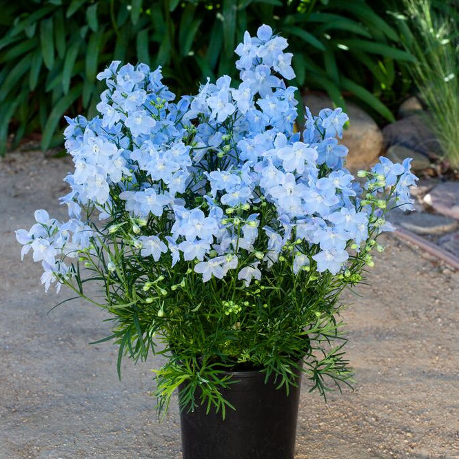 Bucket full of Delphinium Hunky Dory Sky Blue